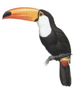 Toco Toucan